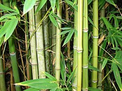 Чем примечателен бамбук?