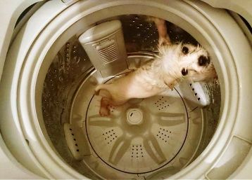 шерсть животных в стиральной машинке (как попадает туда)